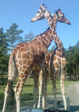 Kärlekskranka giraffer. De var så fina -och stora!